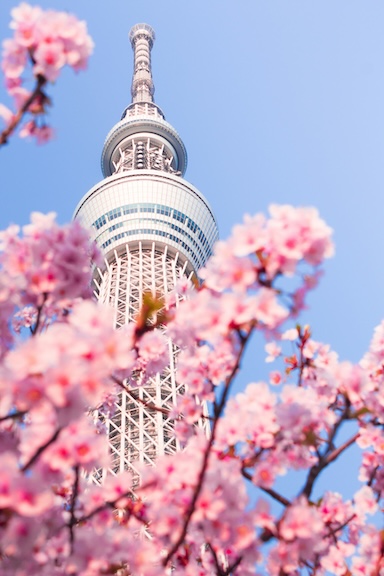 Japanese Language Learning